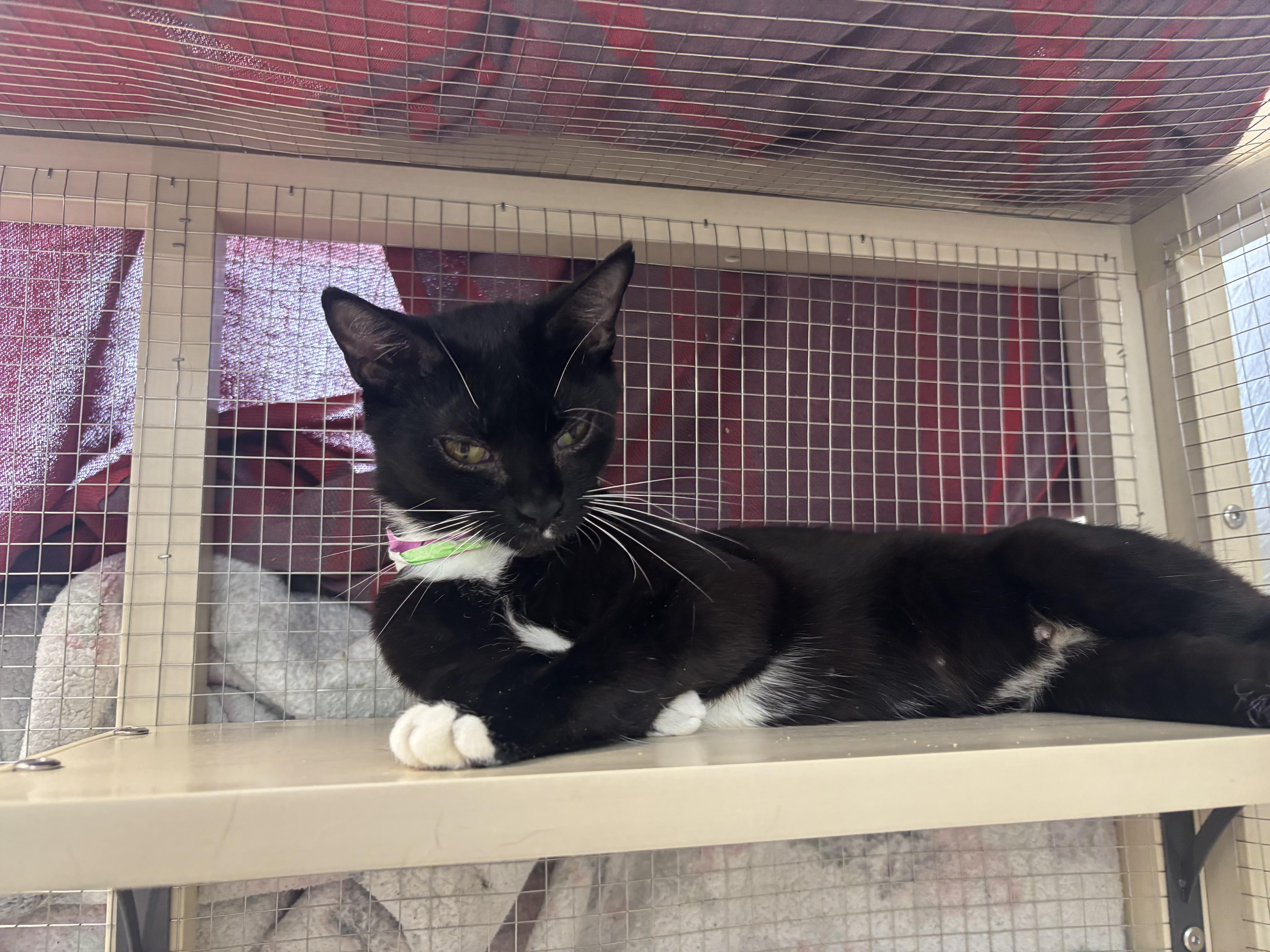 Enlarge Cloudy, a Adoptable Domestic Short Hair in Essex, CT image 2/2