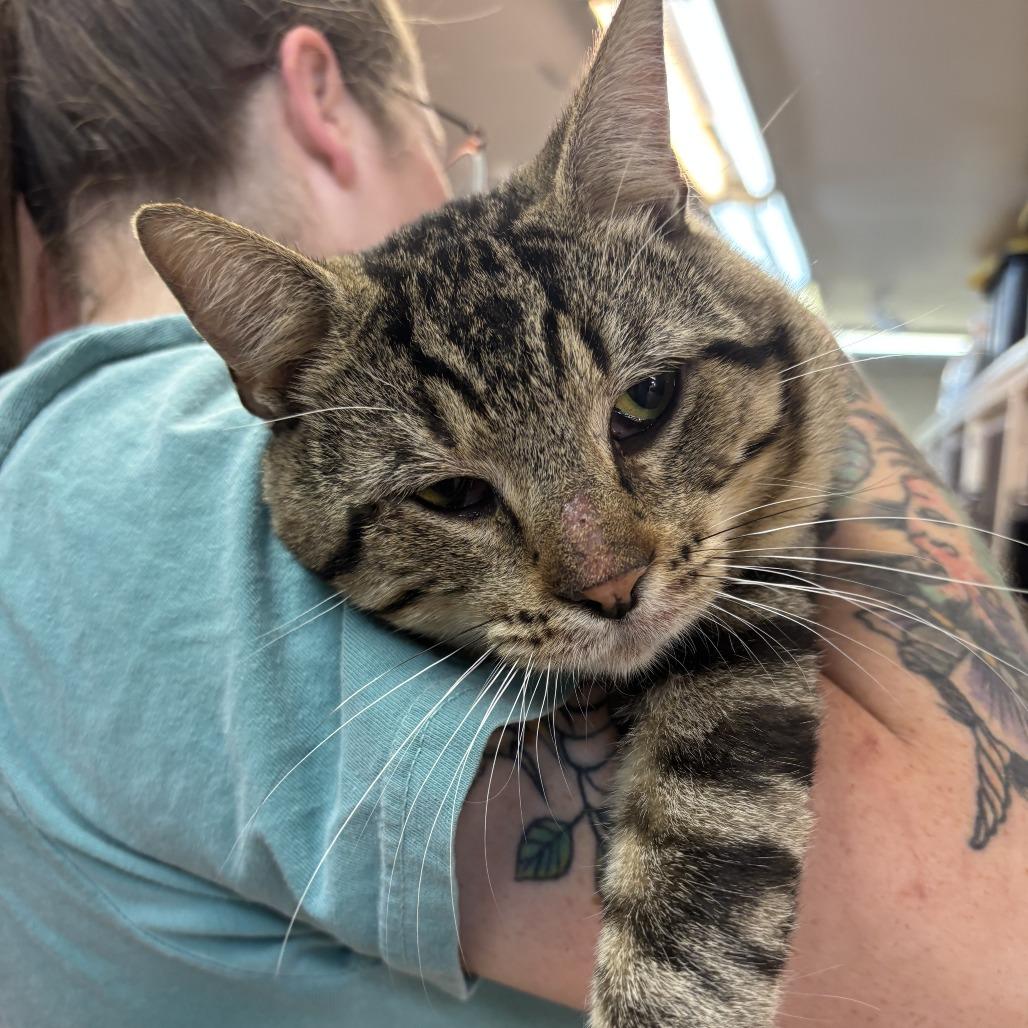 Enlarge Elleve, a Adoptable Domestic Short Hair in Madison, WI image 1/6