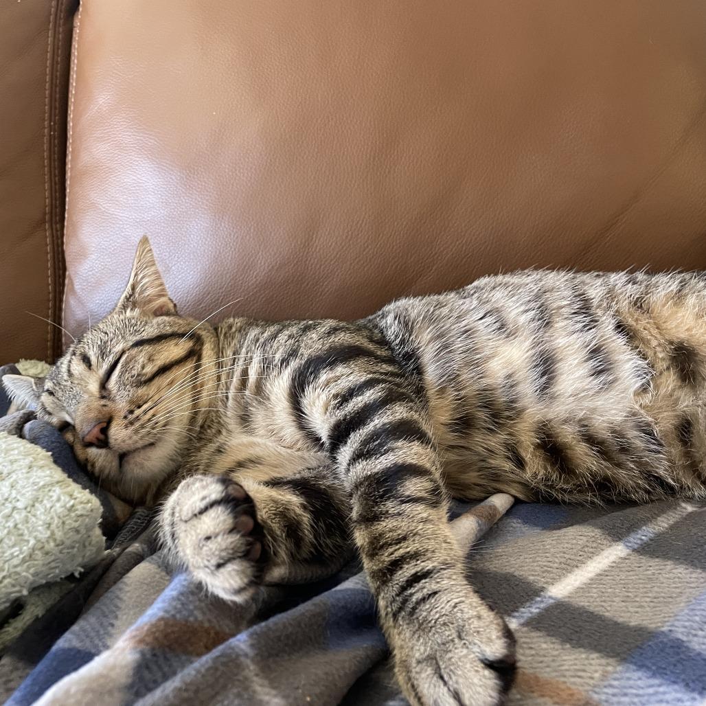 Enlarge Elleve, a Adoptable Domestic Short Hair in Madison, WI image 2/6