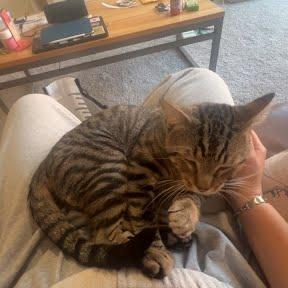 Enlarge Elleve, a Adoptable Domestic Short Hair in Madison, WI image 3/6