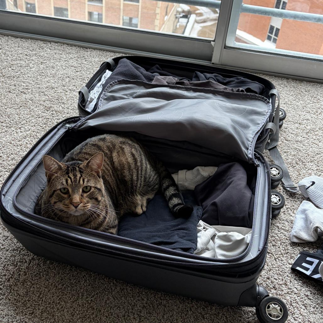 Enlarge Elleve, a Adoptable Domestic Short Hair in Madison, WI image 4/6