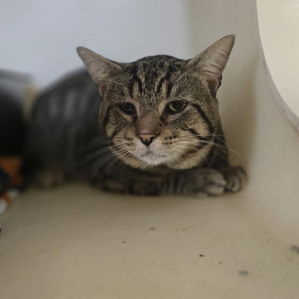 Enlarge Elleve, a Adoptable Domestic Short Hair in Madison, WI image 5/6