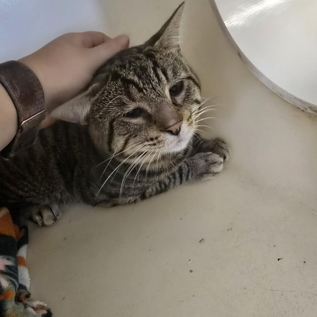 Enlarge Elleve, a Adoptable Domestic Short Hair in Madison, WI image 6/6