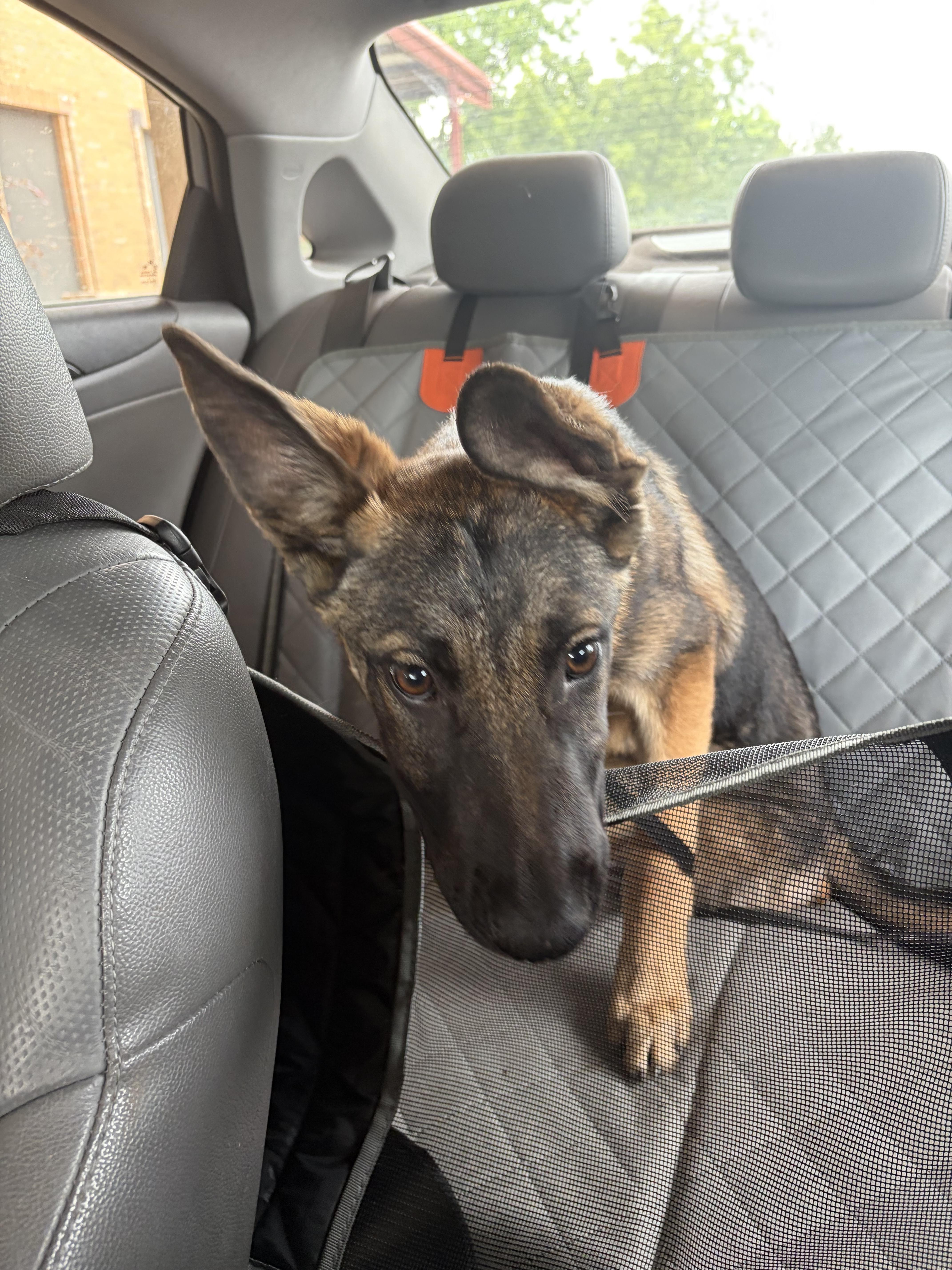 Apple, a Adoptable German Shepherd Dog in Brookfield, CT image 4/4