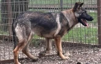 Apple, a Adoptable German Shepherd Dog in Brookfield, CT image 3/4