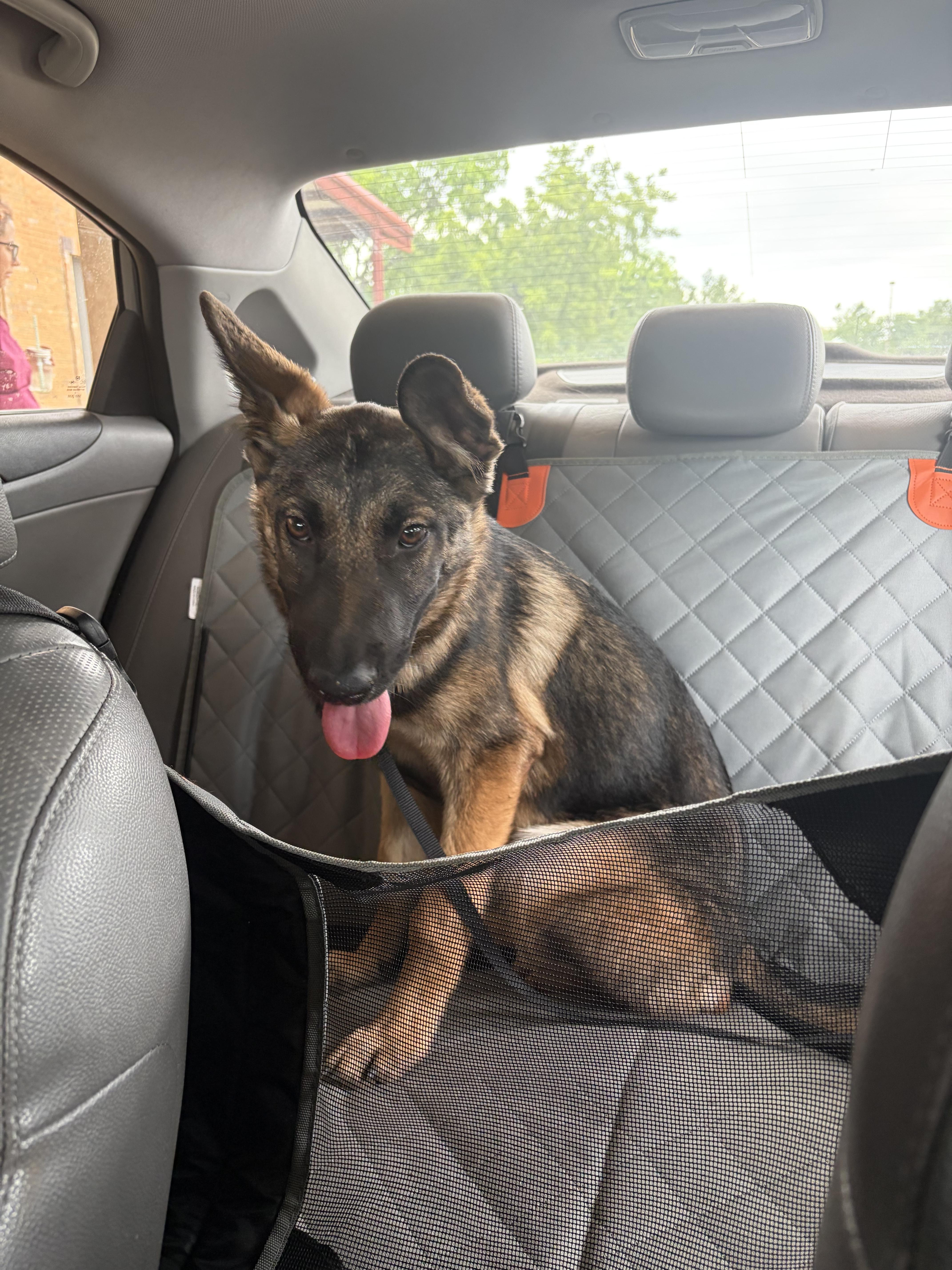Apple, a Adoptable German Shepherd Dog in Brookfield, CT image 1/4