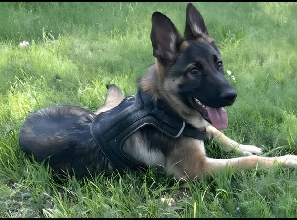 Apple, Adoptable, Young Female German Shepherd Dog.