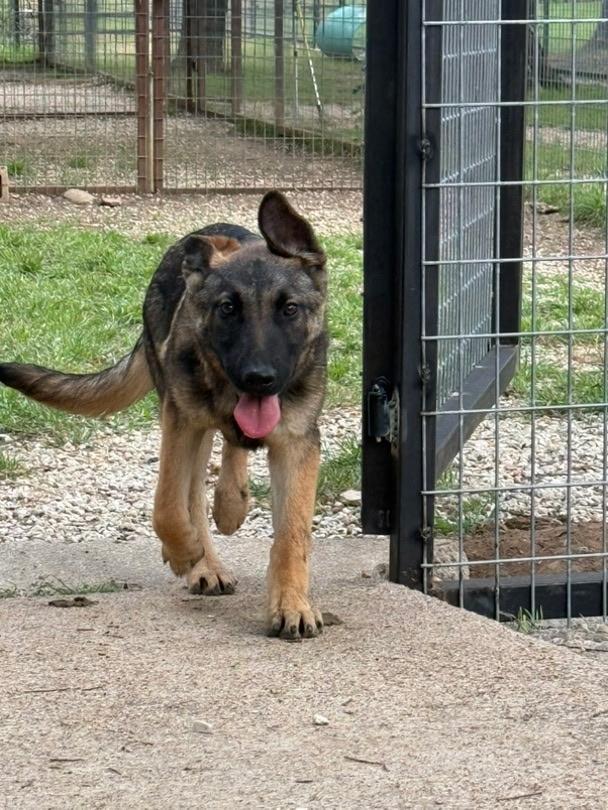 Apple, a Adoptable German Shepherd Dog in Brookfield, CT image 2/4