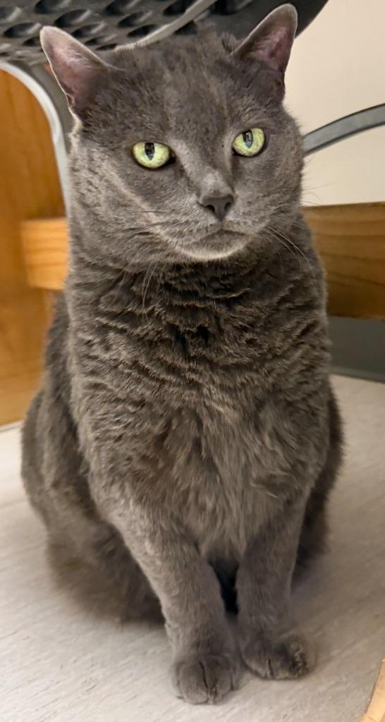 Enlarge Sima, a Adoptable mixed breed in Kenai, AK image 1/2