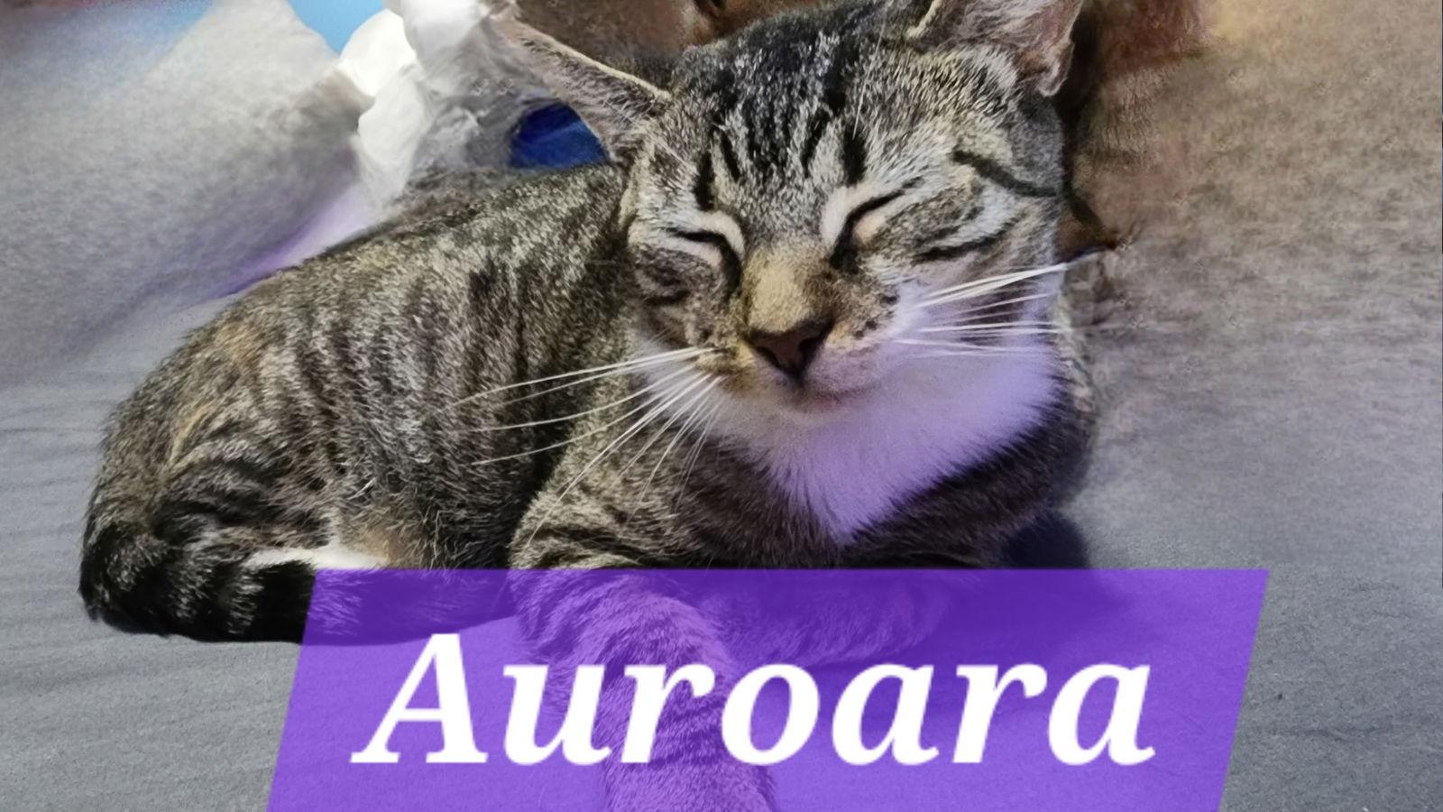 Enlarge Auroara, a Adoptable Domestic Short Hair in Harrisburg, PA image 1/1