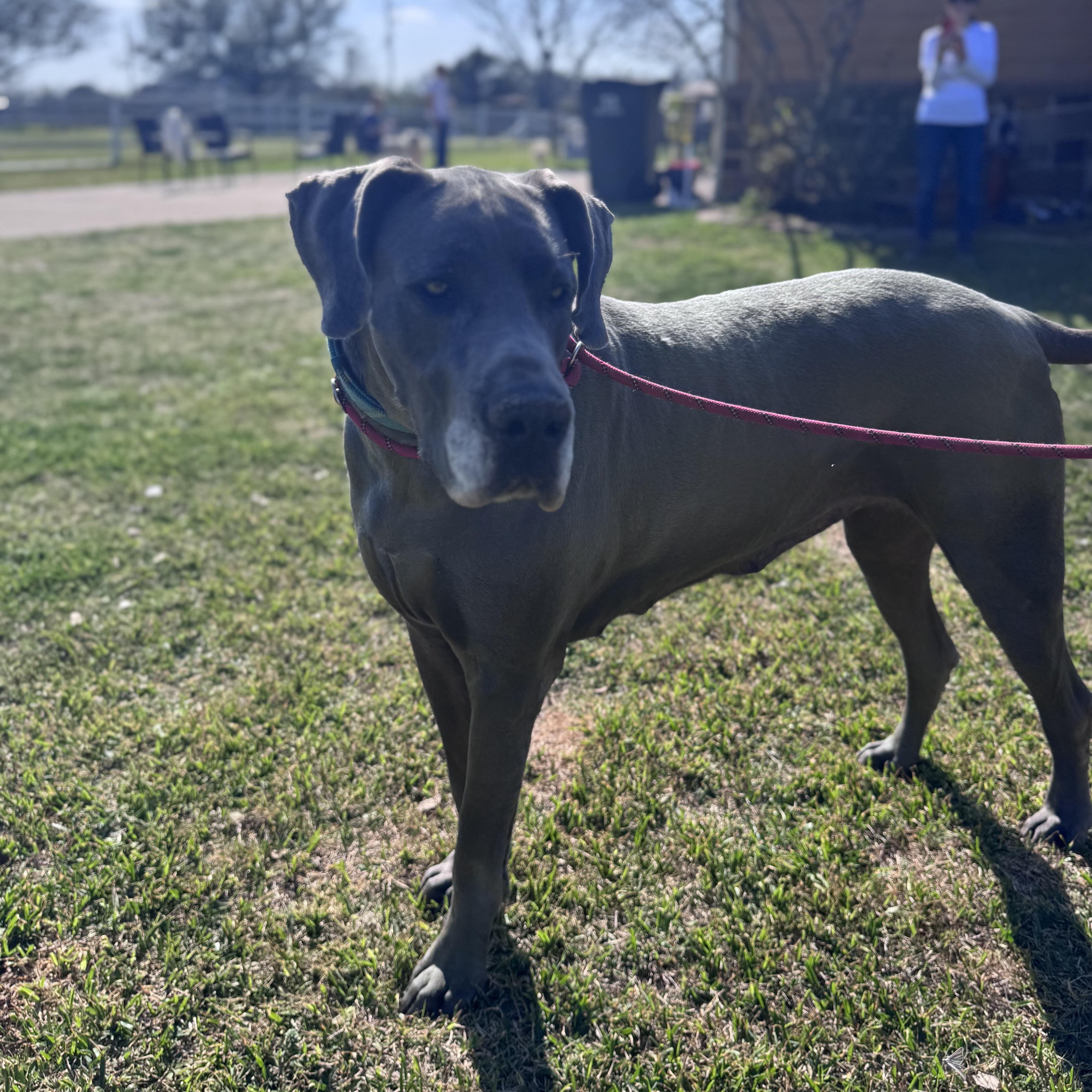 Diana, adoptable, Senior Female Great Dane.