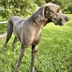 Diana, adoptable, Adult Female Great Dane.