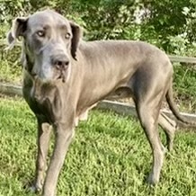 Enlarge Diana, an adoptable Great Dane in Dix Hills, NY image 3/3