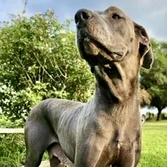 Enlarge Diana, an adoptable Great Dane in Dix Hills, NY image 2/3