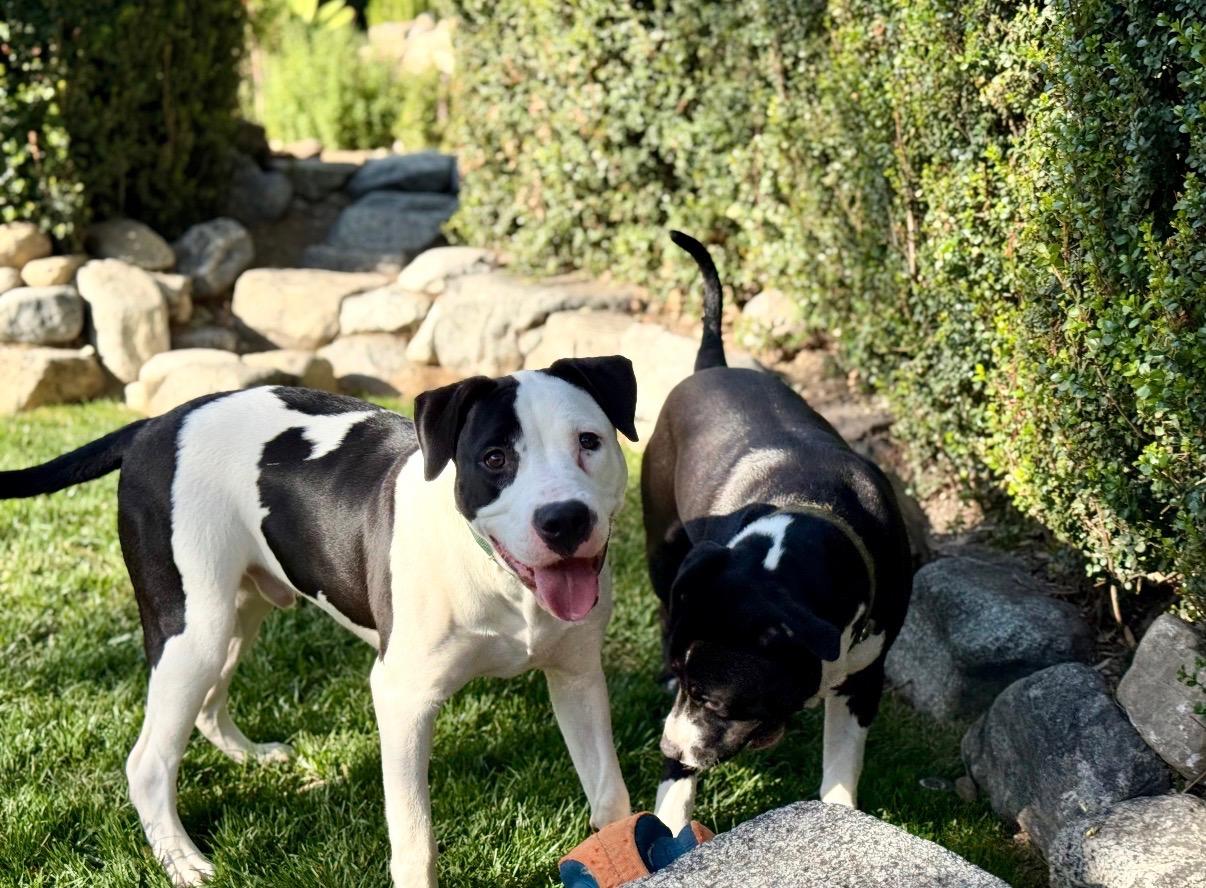 Roccoe, Adoptable, Young Male Pit Bull Terrier.