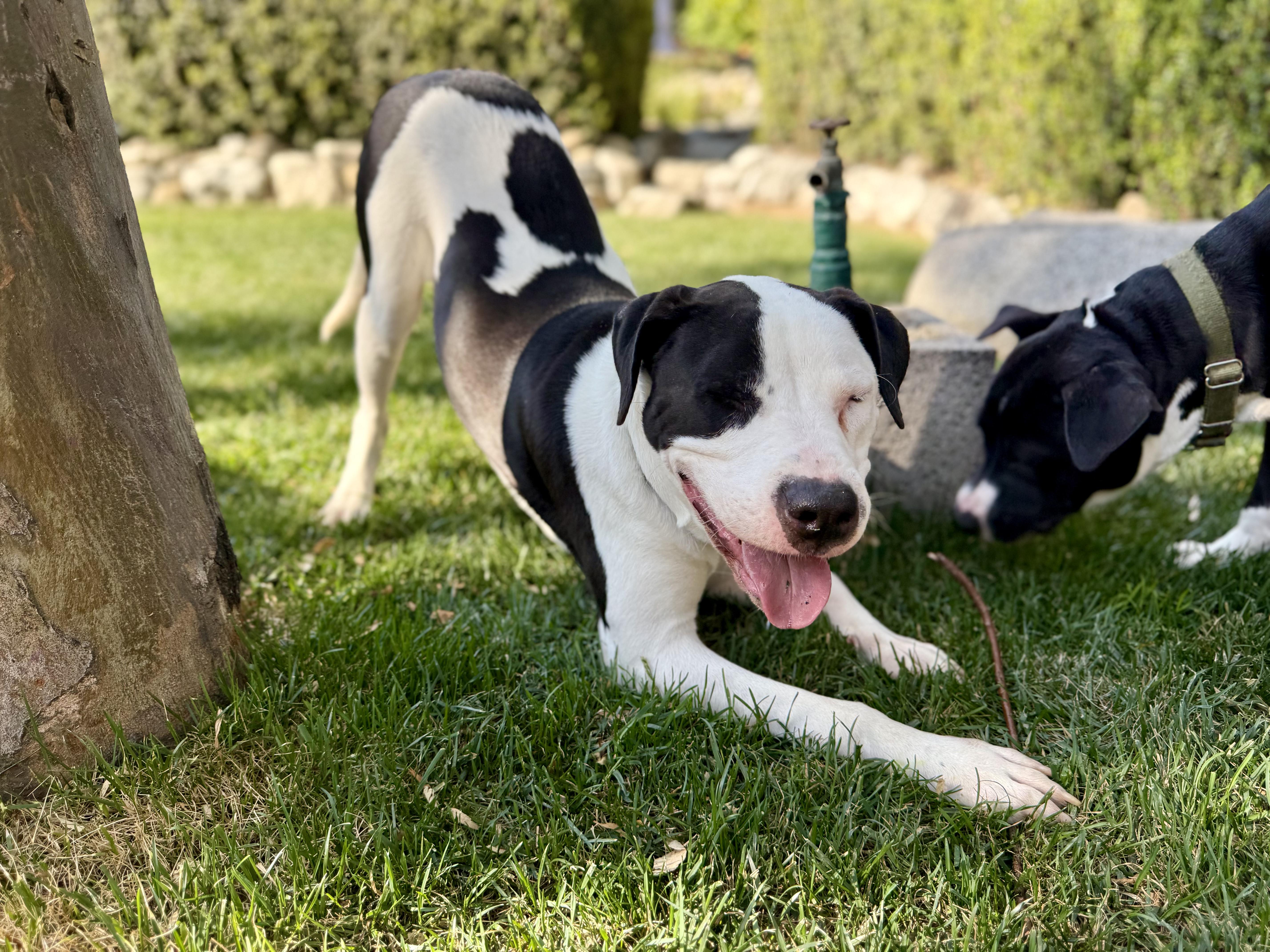 Roccoe, a Adoptable mixed breed in Rancho Cucamonga, CA image 1/6