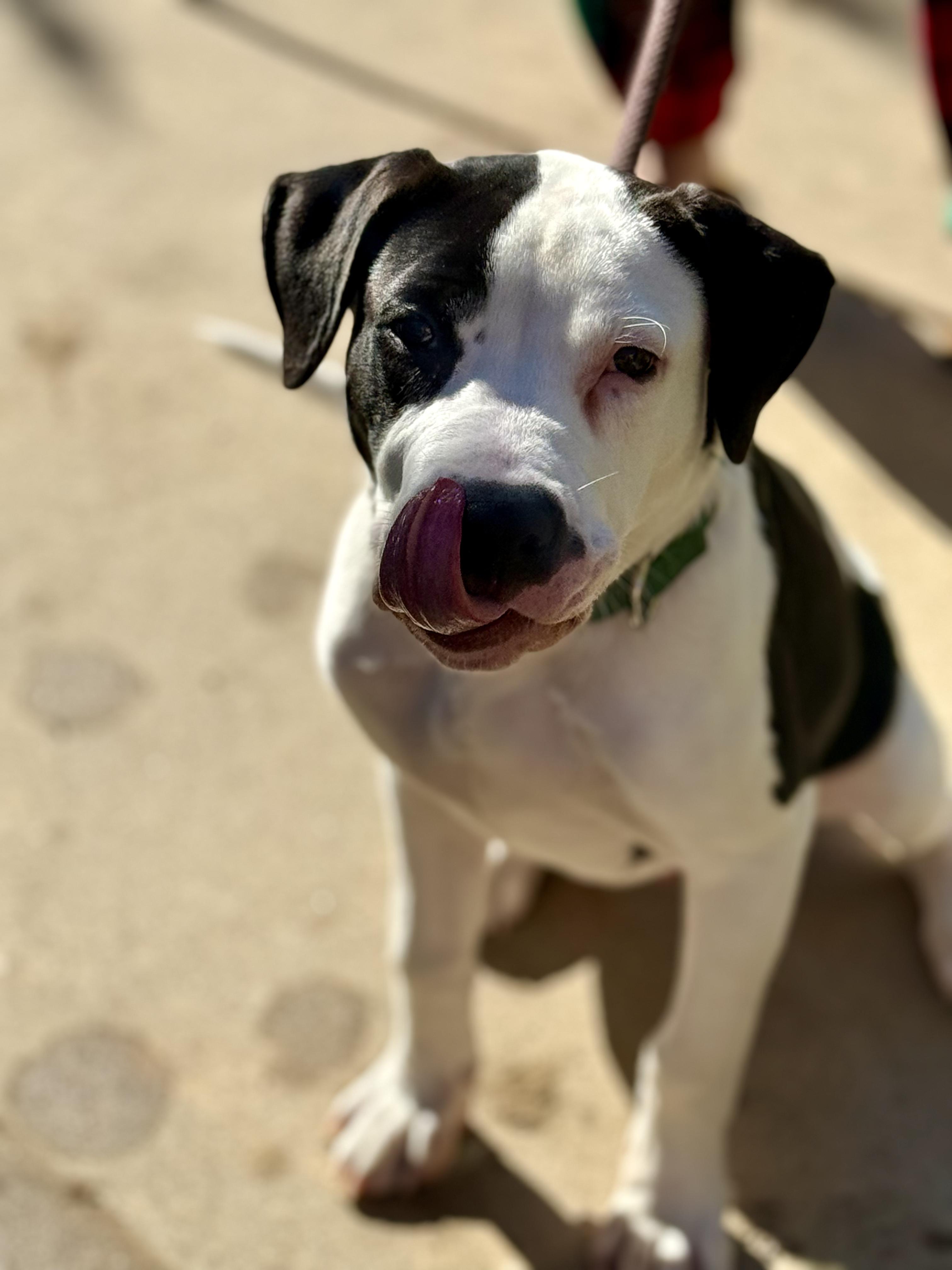 Roccoe, a Adoptable mixed breed in Rancho Cucamonga, CA image 5/6