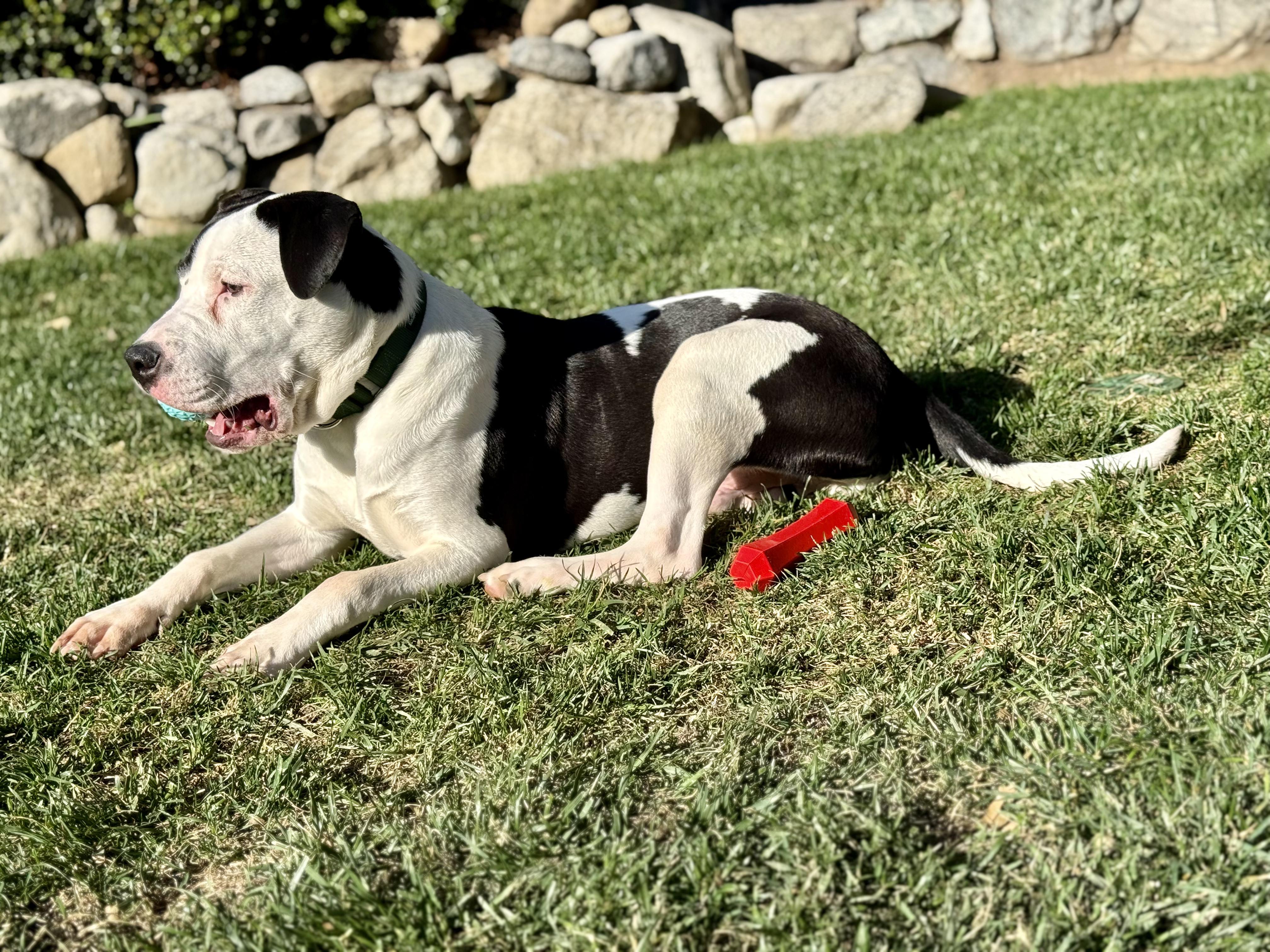 Roccoe, a Adoptable mixed breed in Rancho Cucamonga, CA image 3/6