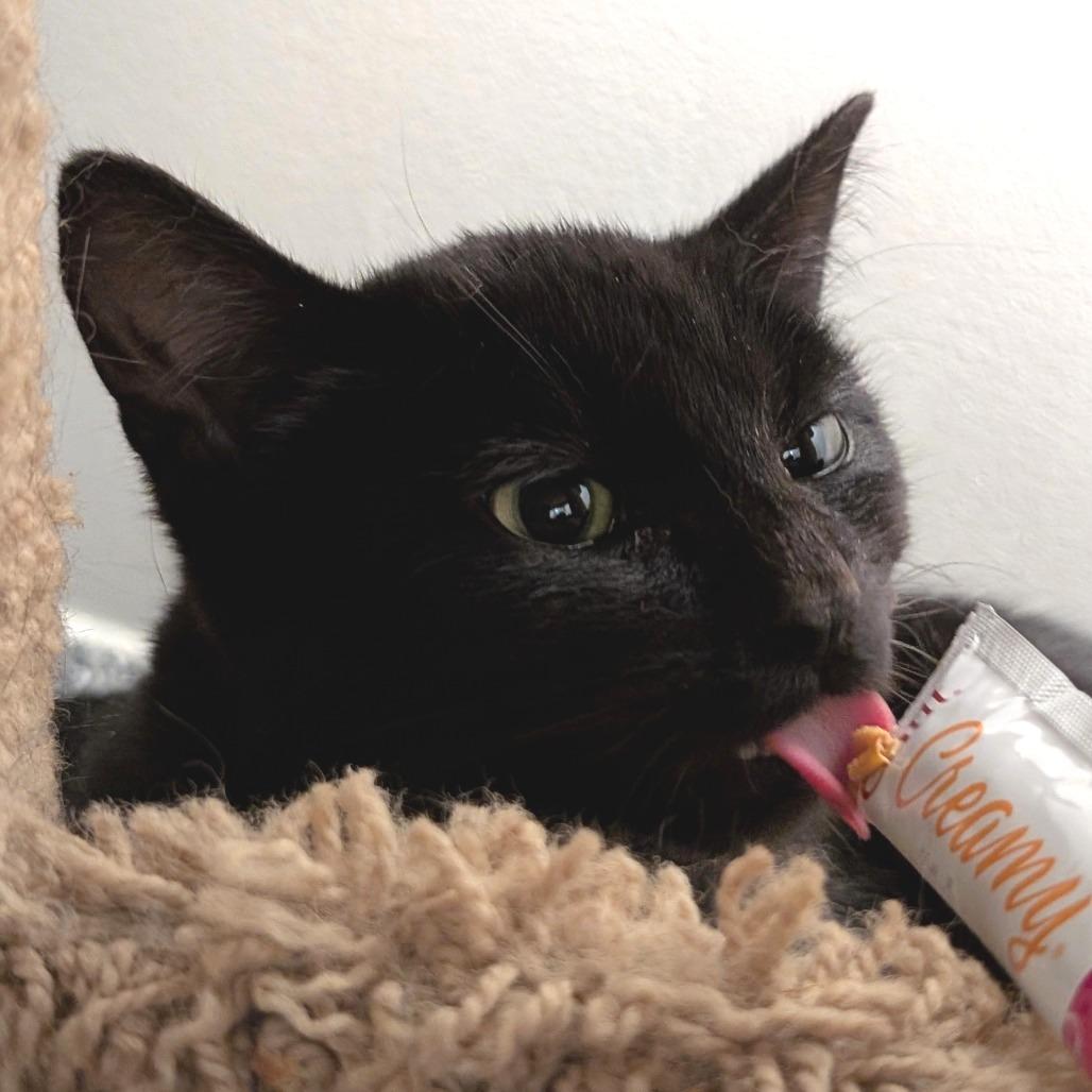 Robby, Adoptable, Young Male Domestic Short Hair.