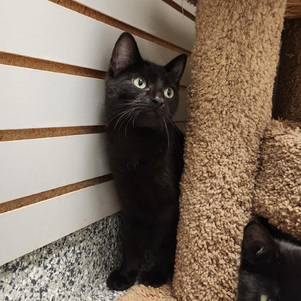 Robby, a Adoptable Domestic Short Hair in Brookfield, WI image 2/3