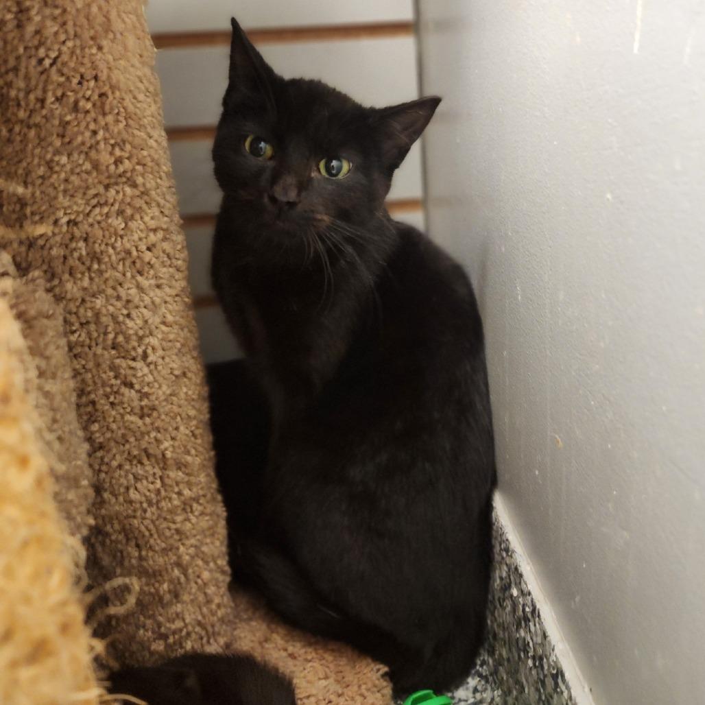 Robby, Adoptable, Young Male Domestic Short Hair.