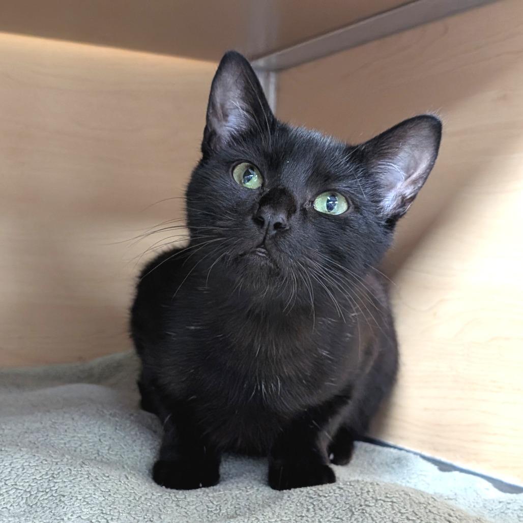 Enlarge Robby, a Adoptable Domestic Short Hair in Brookfield, WI image 3/6