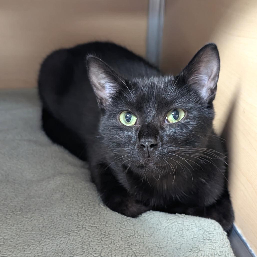 Enlarge Robby, a Adoptable Domestic Short Hair in Brookfield, WI image 4/6