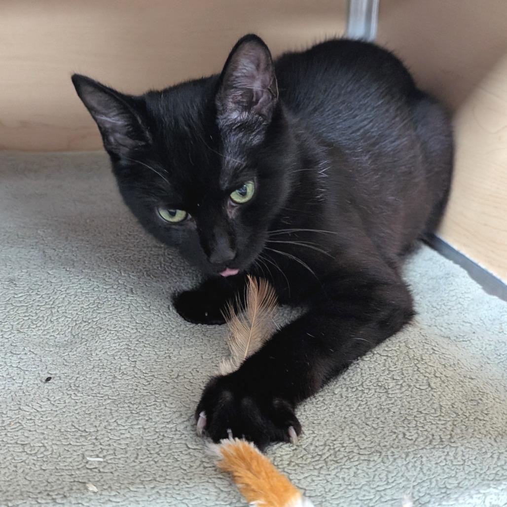 Enlarge Robby, a Adoptable Domestic Short Hair in Brookfield, WI image 5/6
