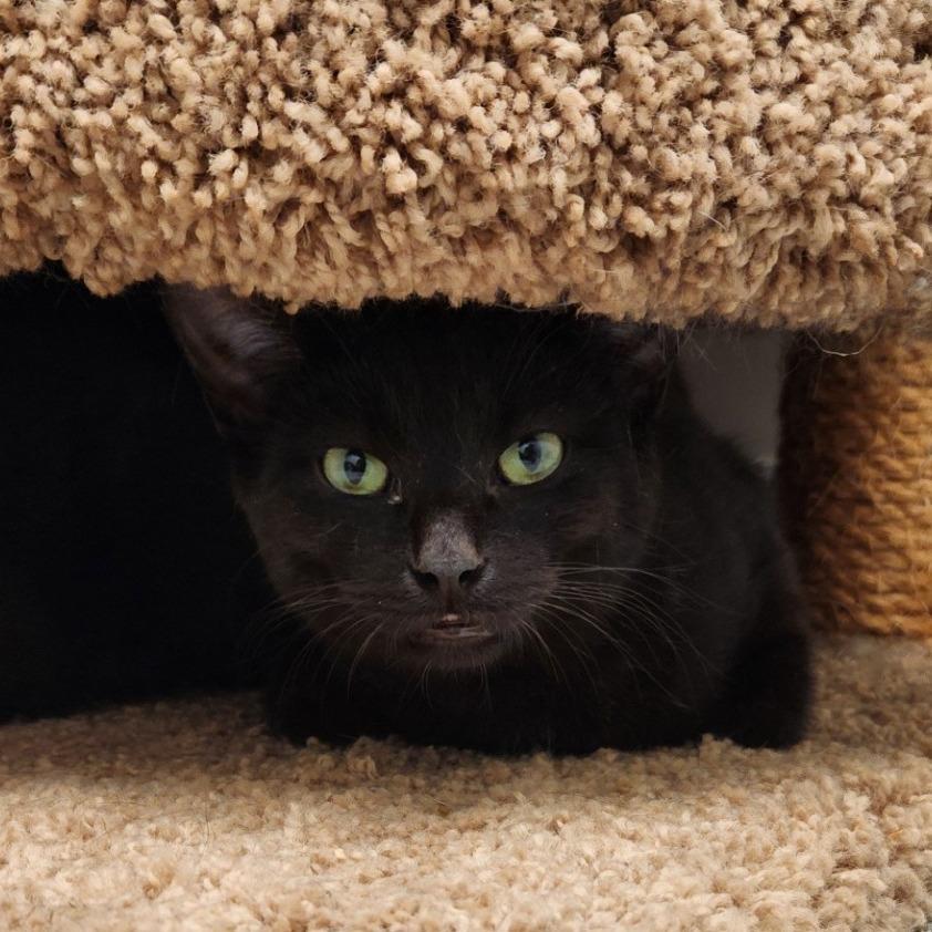 Robby, a Adoptable Domestic Short Hair in Brookfield, WI image 3/3