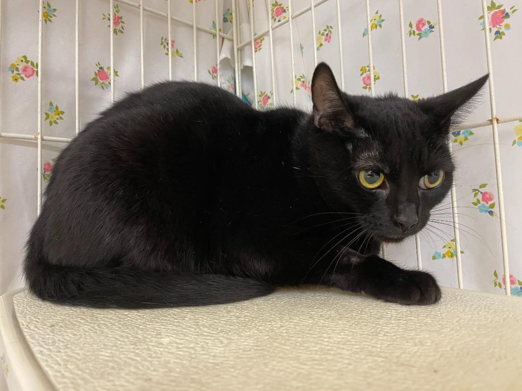 Enlarge Mama Alice, a Adoptable mixed breed in Crossville, TN image 1/3