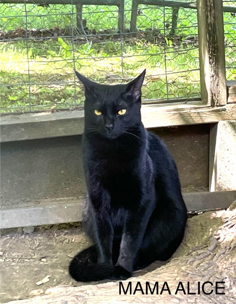 Enlarge Mama Alice, a Adoptable mixed breed in Crossville, TN image 2/3