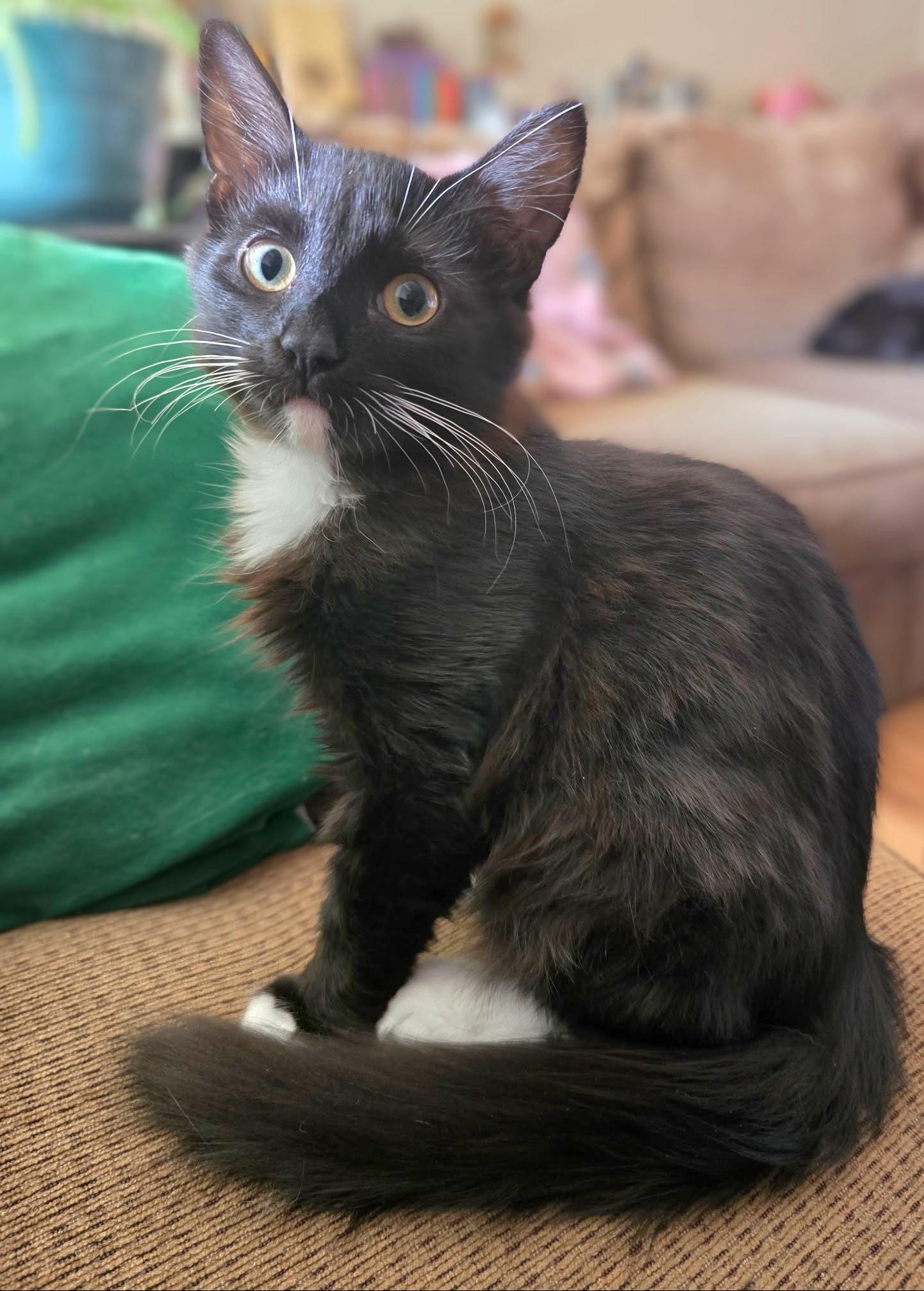 Mr Fluffypants, an adoptable Domestic Medium Hair in Springfield, OR, 97477 | Photo Image 2