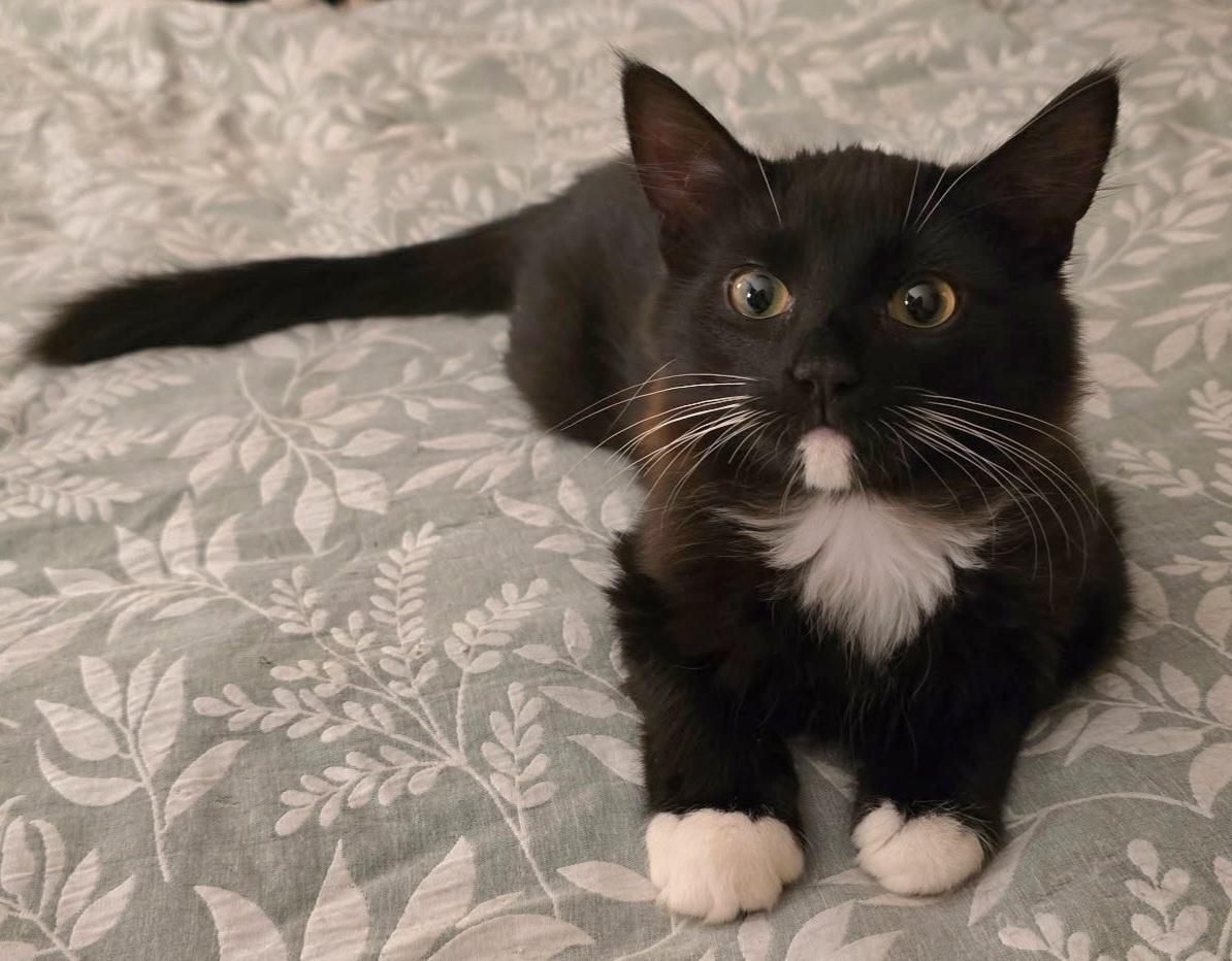 Mr Fluffypants, an adoptable Domestic Medium Hair in Springfield, OR, 97477 | Photo Image 1