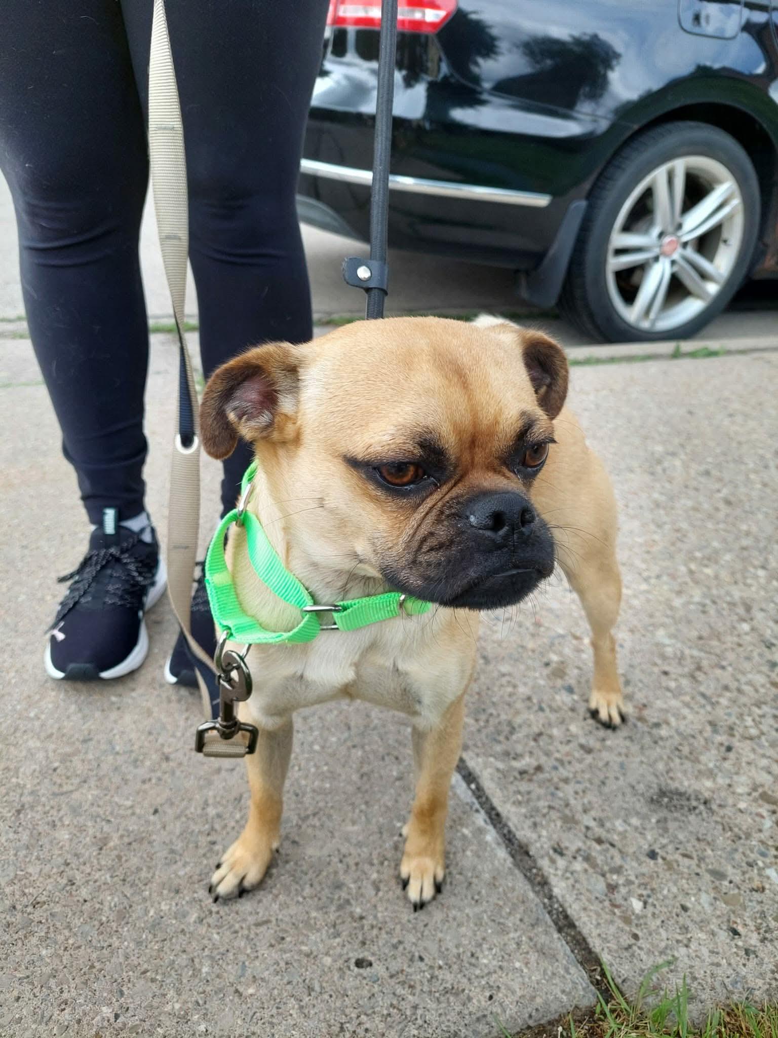 Hector, an adopted mixed breed in St Catharines, ON image 4/6
