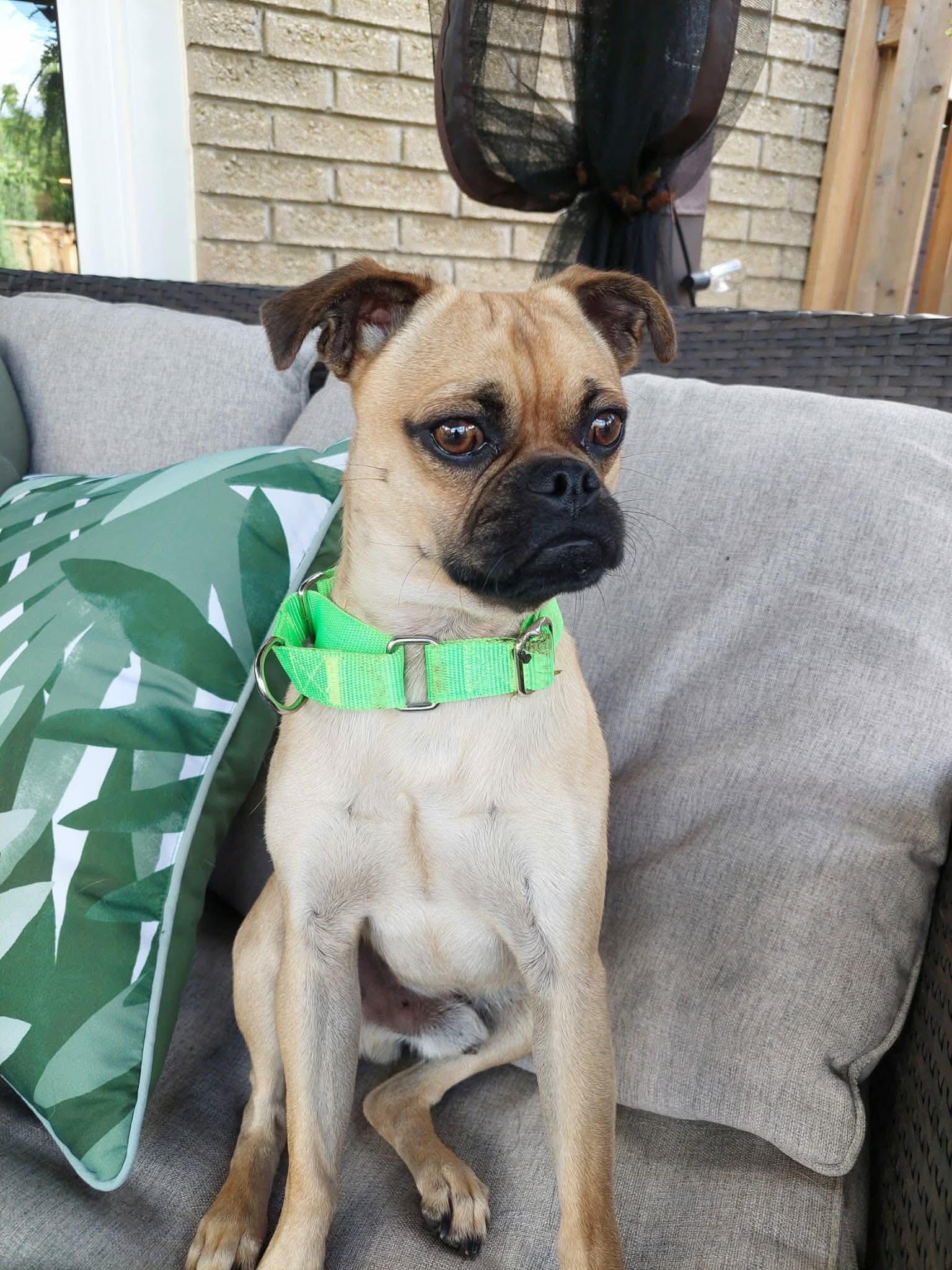 Hector, adopted, Young Male Pug.