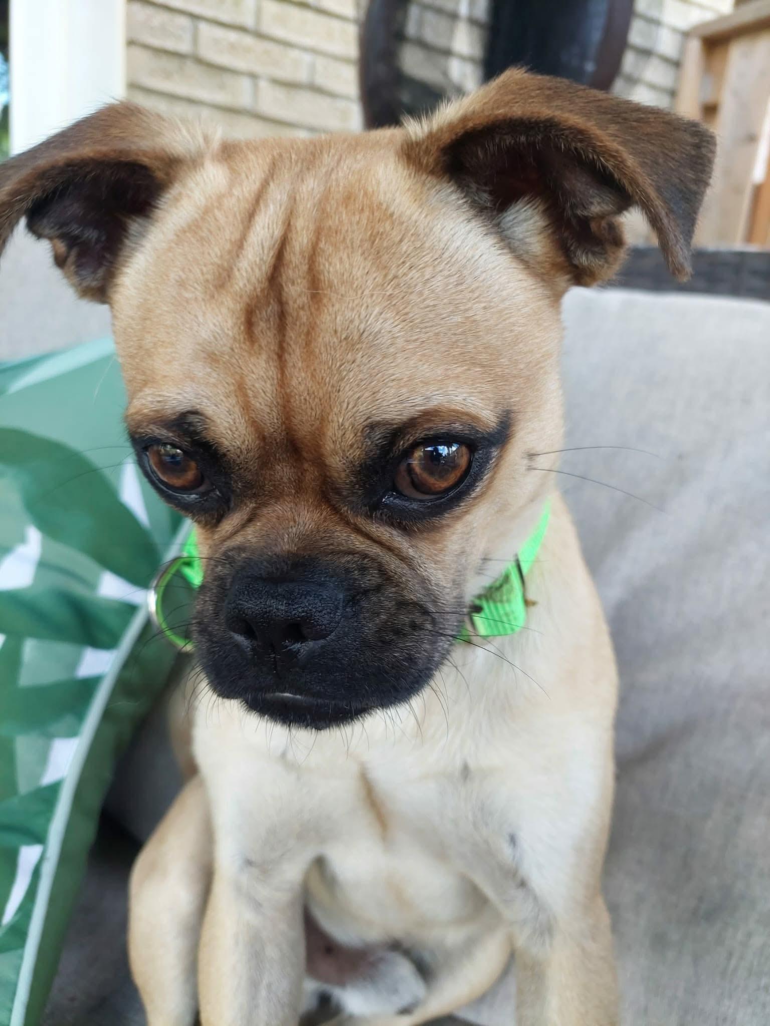 Hector, an adopted mixed breed in St Catharines, ON image 3/6