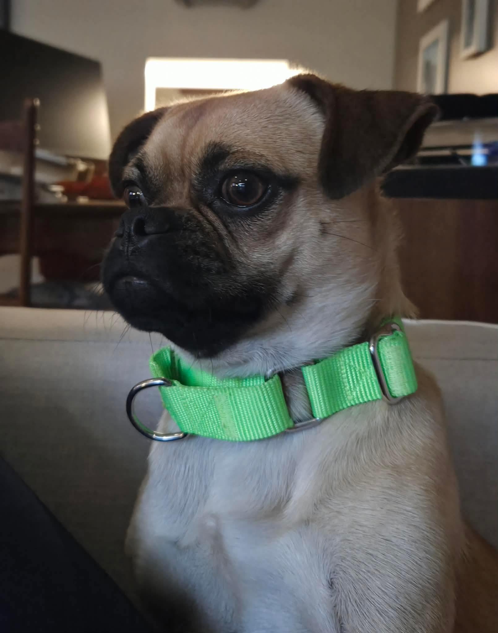 Hector, an adopted mixed breed in St Catharines, ON image 6/6
