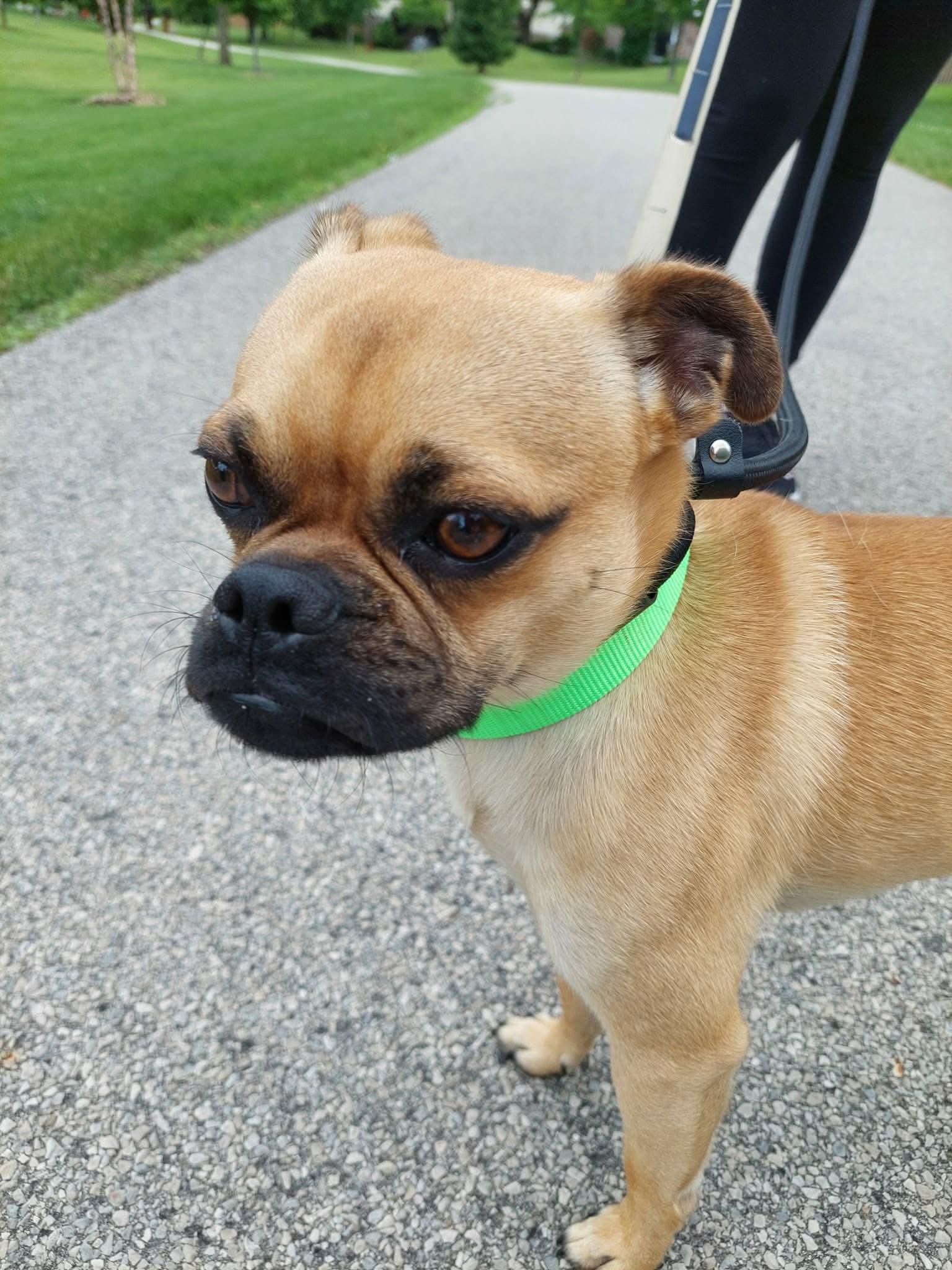 Hector, an adopted mixed breed in St Catharines, ON image 2/6