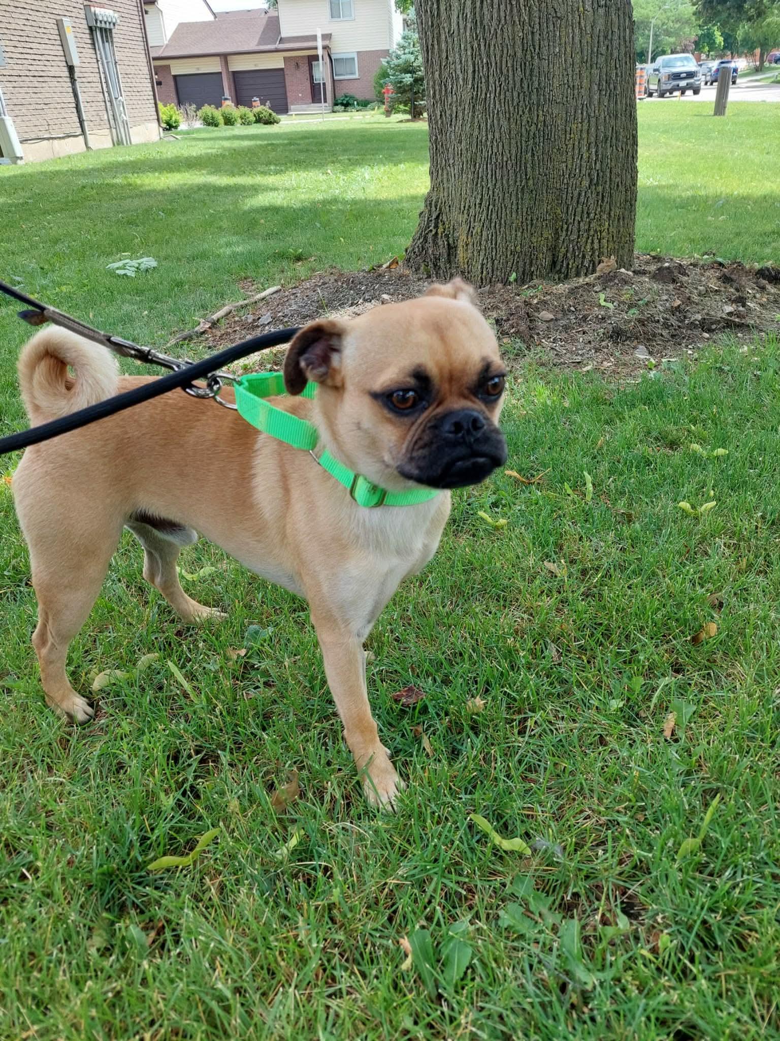Hector, an adopted mixed breed in St Catharines, ON image 5/6