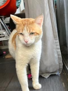 Enlarge Spot, a Adopted Domestic Short Hair in Santa Monica, CA image 1/13