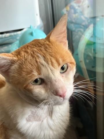 Enlarge Spot, a Adopted Domestic Short Hair in Santa Monica, CA image 2/13