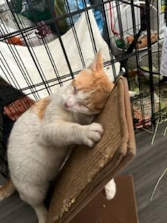 Enlarge Spot, a Adopted Domestic Short Hair in Santa Monica, CA image 3/13