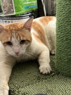 Enlarge Spot, a Adopted Domestic Short Hair in Santa Monica, CA image 4/13