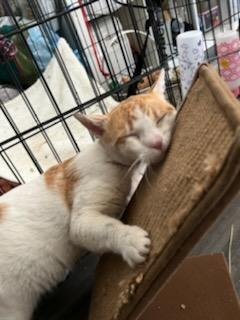 Enlarge Spot, a Adopted Domestic Short Hair in Santa Monica, CA image 5/13