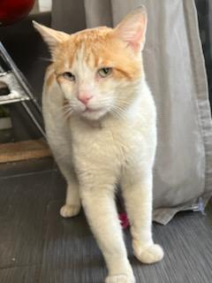 Enlarge Spot, a Adopted Domestic Short Hair in Santa Monica, CA image 6/13