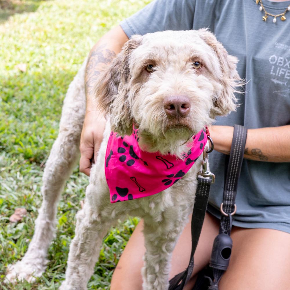Maisy (Female) Available 8/23 Bonded pair with Lucy (her daughter)