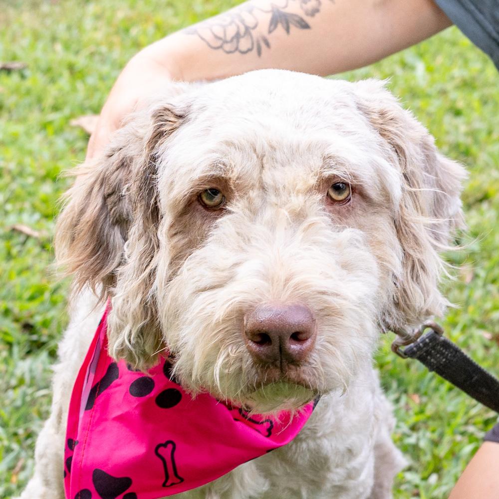 Maisy (Female) Available 8/23 Bonded pair with Lucy (her daughter)