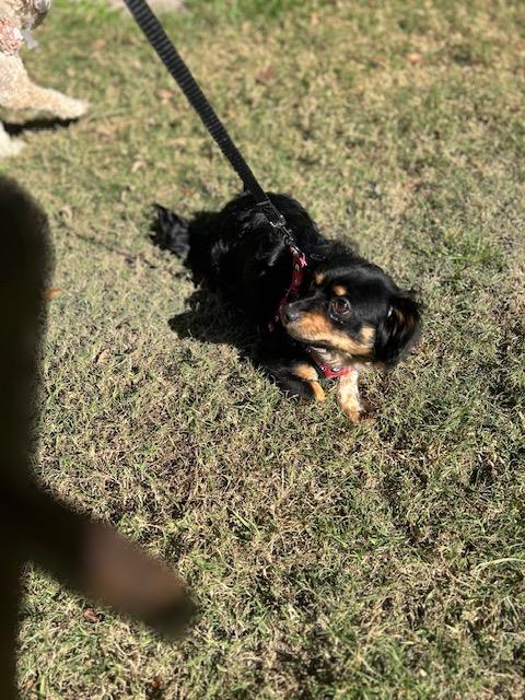 Enlarge Obsidian aka Obie , a ADOPTABLE mixed breed in Maitland, FL image 2/4