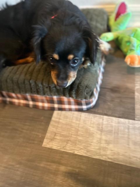 Obsidian aka Obie , ADOPTABLE, Young Male Dachshund (Long Haired) & Chihuahua.