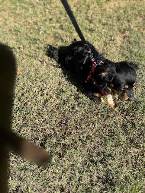 Enlarge Obsidian aka Obie , a ADOPTABLE mixed breed in Maitland, FL image 4/4